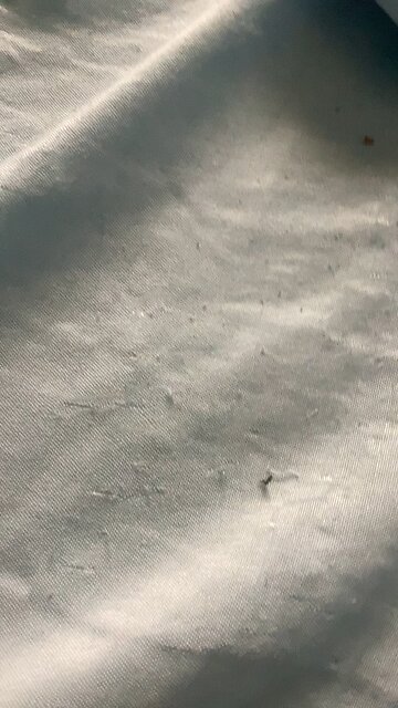 That ain’t tiny tim that’s large Timothy