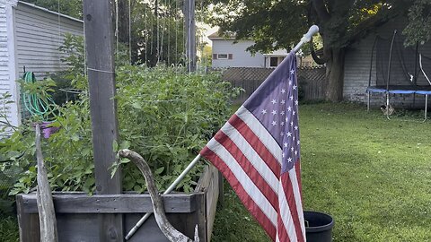 How to prune Indeterminate tomato vines.
