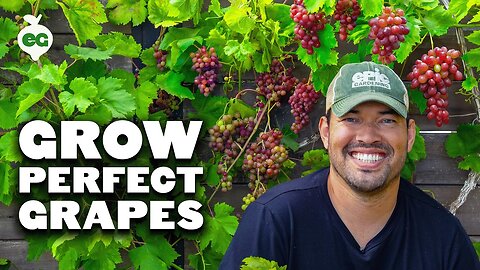 How to Grow Grapes at Home | Backyard Grape Growing Guide for Beginners