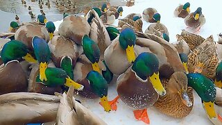 Please, Winterfeed Your Local Hungry Arctic Ducks