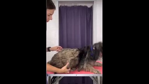 Abandoned puppy receives a long-overdue transformation😮
