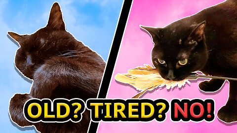 Think Old Cats Don't Play? Watch This!