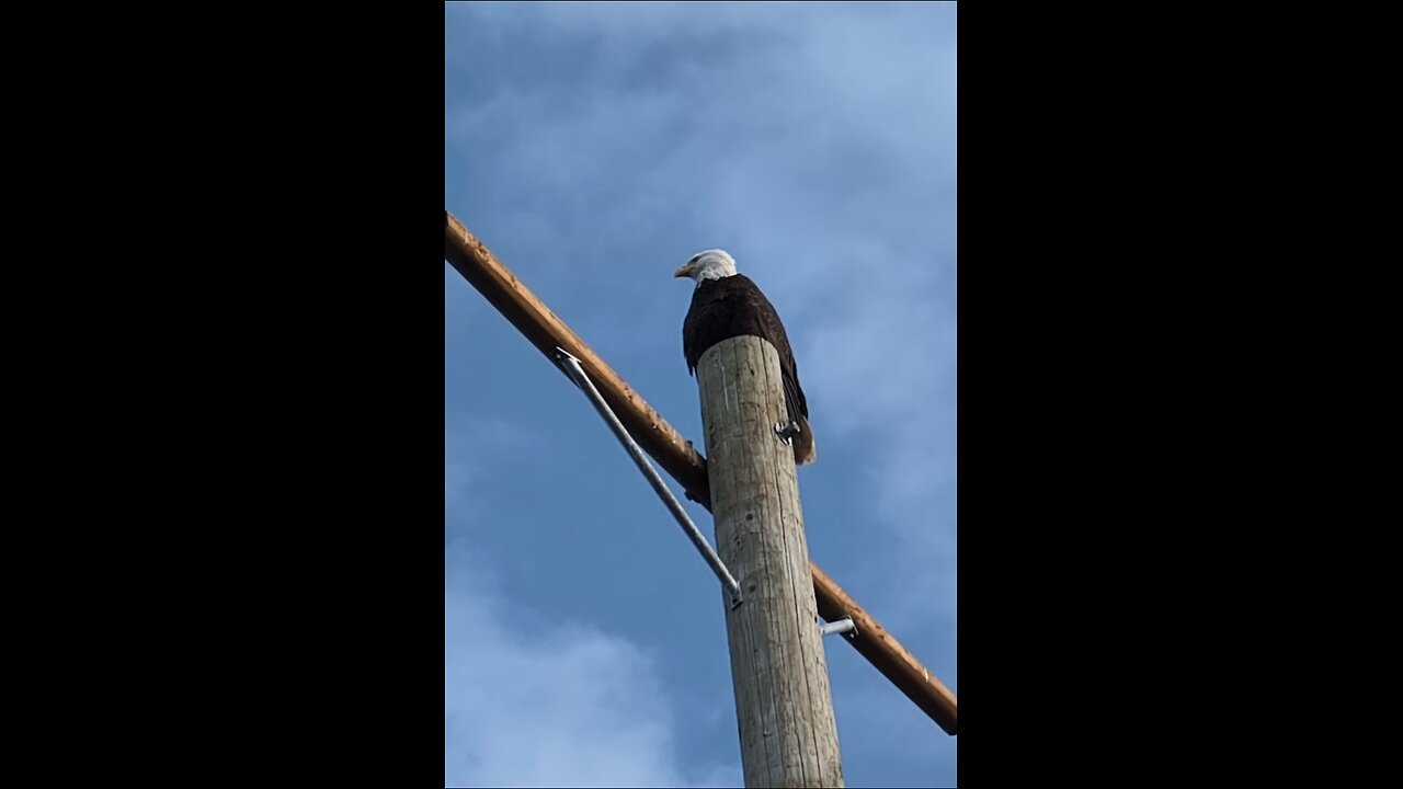 Bald eagle perched on top of post
