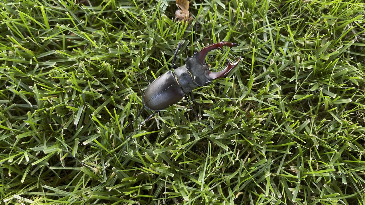 Stag beetle on the lawn