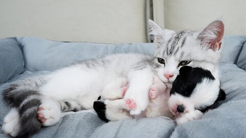Kitten Comforts Crying Abandoned Puppy In The Sweetest Way
