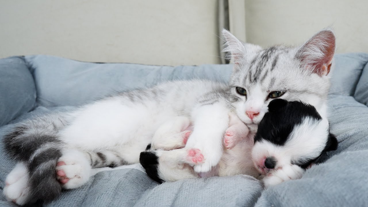 Kitten Comforts Crying Abandoned Puppy In The Sweetest Way