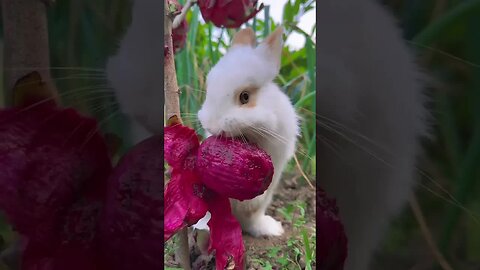 The little rabbit eats dragon fruit and gets red lips. Cute pet. Rabbit. Cute little pet in the cou