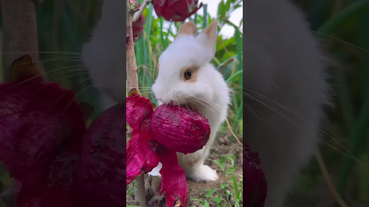 The little rabbit eats dragon fruit and gets red lips. Cute pet. Rabbit. Cute little pet in the cou