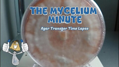 Agar Transfer Time Lapse | The Mycelium Minute