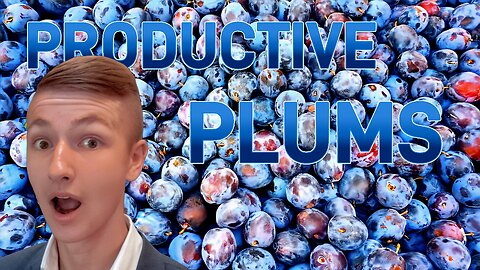 Our Productive Plum Tree - Homesteading Journey