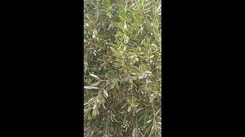 Beauty of the Olive Tree: Nature’s Green Gems