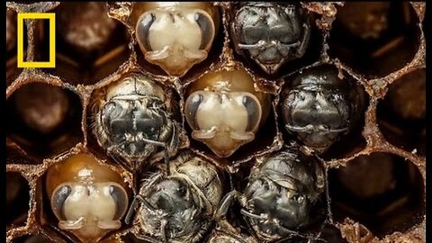 Amazing Time-Lapse: Bees Hatch Before Your Eyes |National Geographic