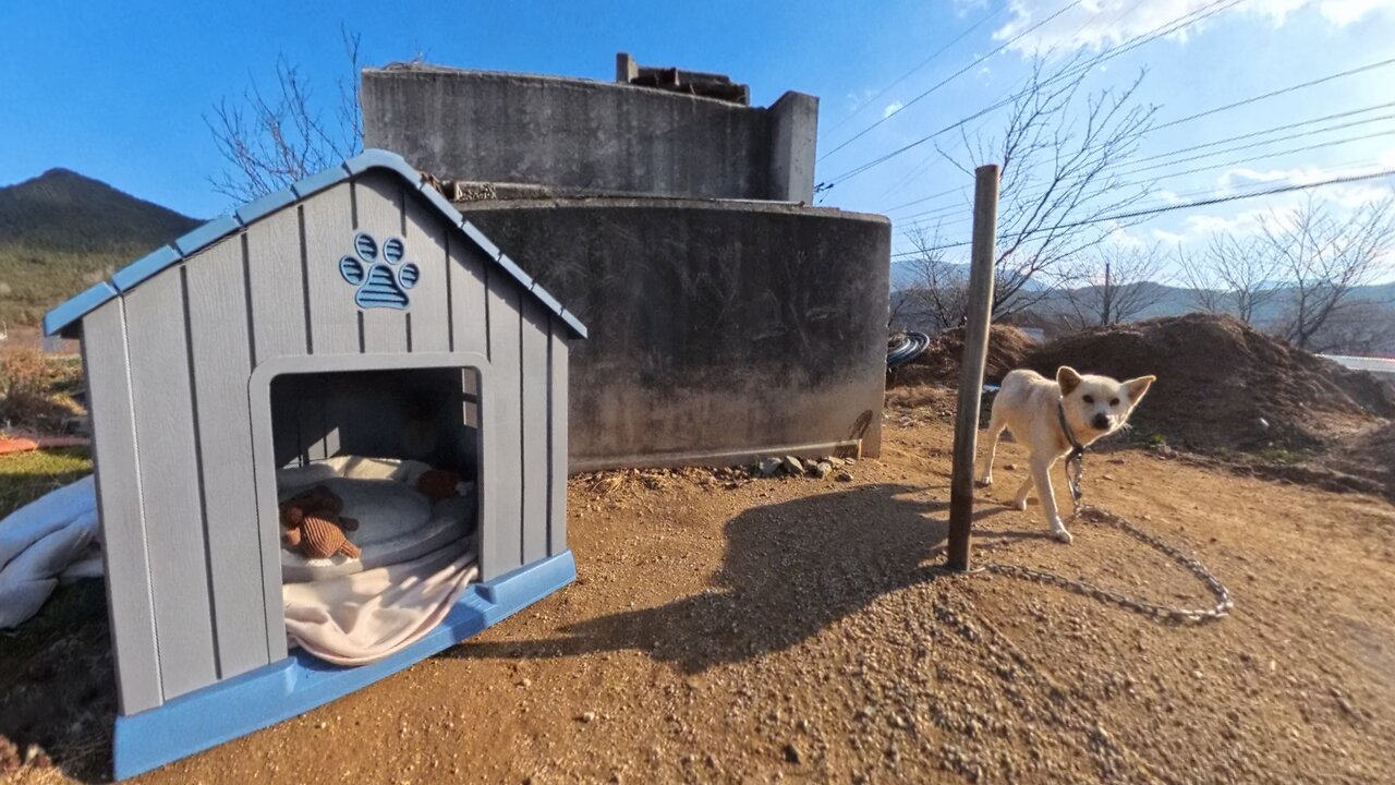 This pup got a brand new home!