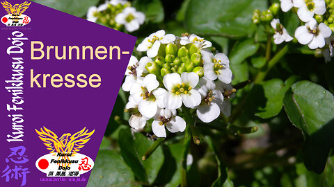 074 - Brunnenkresse