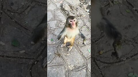 Feed the monkey with a deformed hand some bread