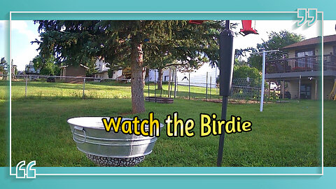 Watch the Birdie!
