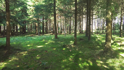 Looking For Mushrooms - ASMR Forest with Mushrooms