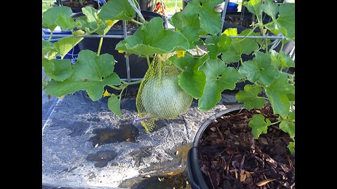 Growing Cantaloupes On A Cattle Panel Trellis 7/12/25