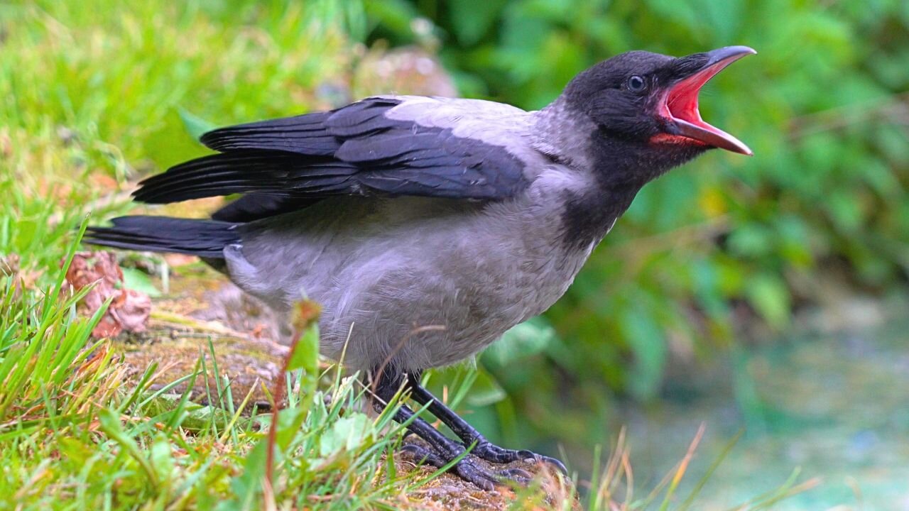 Young Juvenile Hooded Crow at the Moat Pond