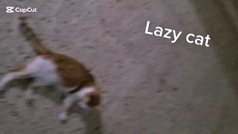 Lazy cat