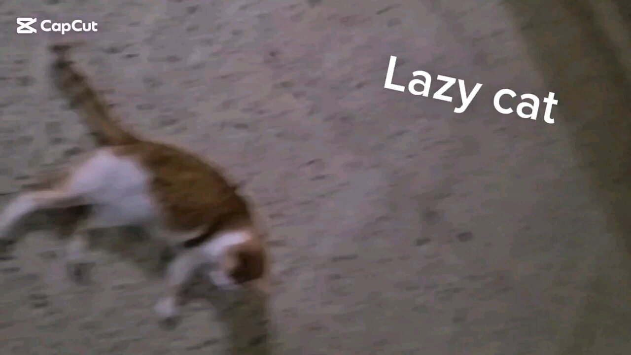 Lazy cat