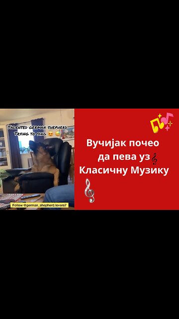 Вучијак почео да пева уз Класичну Музику!