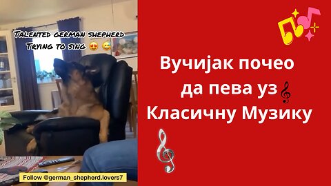 Вучијак почео да пева уз Класичну Музику!