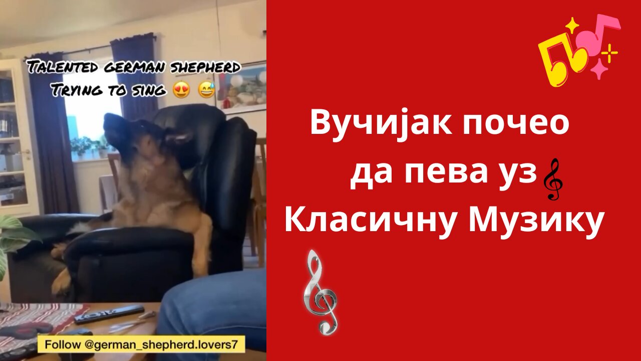 Вучијак почео да пева уз Класичну Музику!