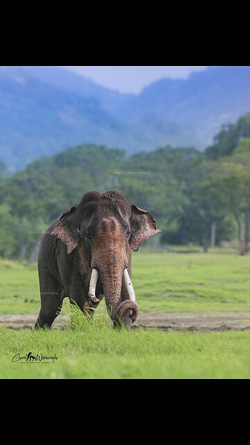 Discover the Wildlife Wonders of Kaudulla National Park