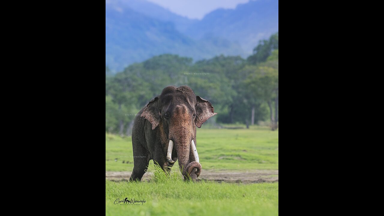 Discover the Wildlife Wonders of Kaudulla National Park