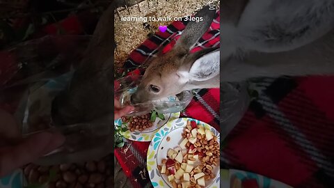 The deer fell into the mountain river and the brave man saved him and took him in