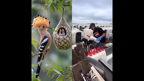 A bird is feeding its baby. How a baby cow is fed milk on a farm. News News