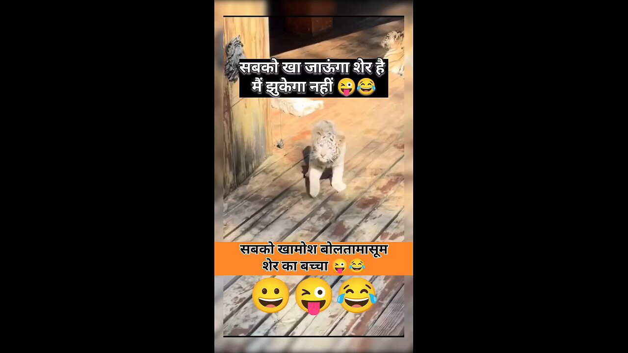 Tiger child 🚸🚸🚸🚸🚸🚸🚸🚸🚸