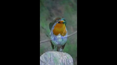 The strangest types of animal sounds