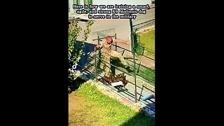 Omgeee the puppies being trained, watch until the end... IT'S 🔥🔥🔥!!!