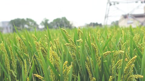 paddy fields in cultivation