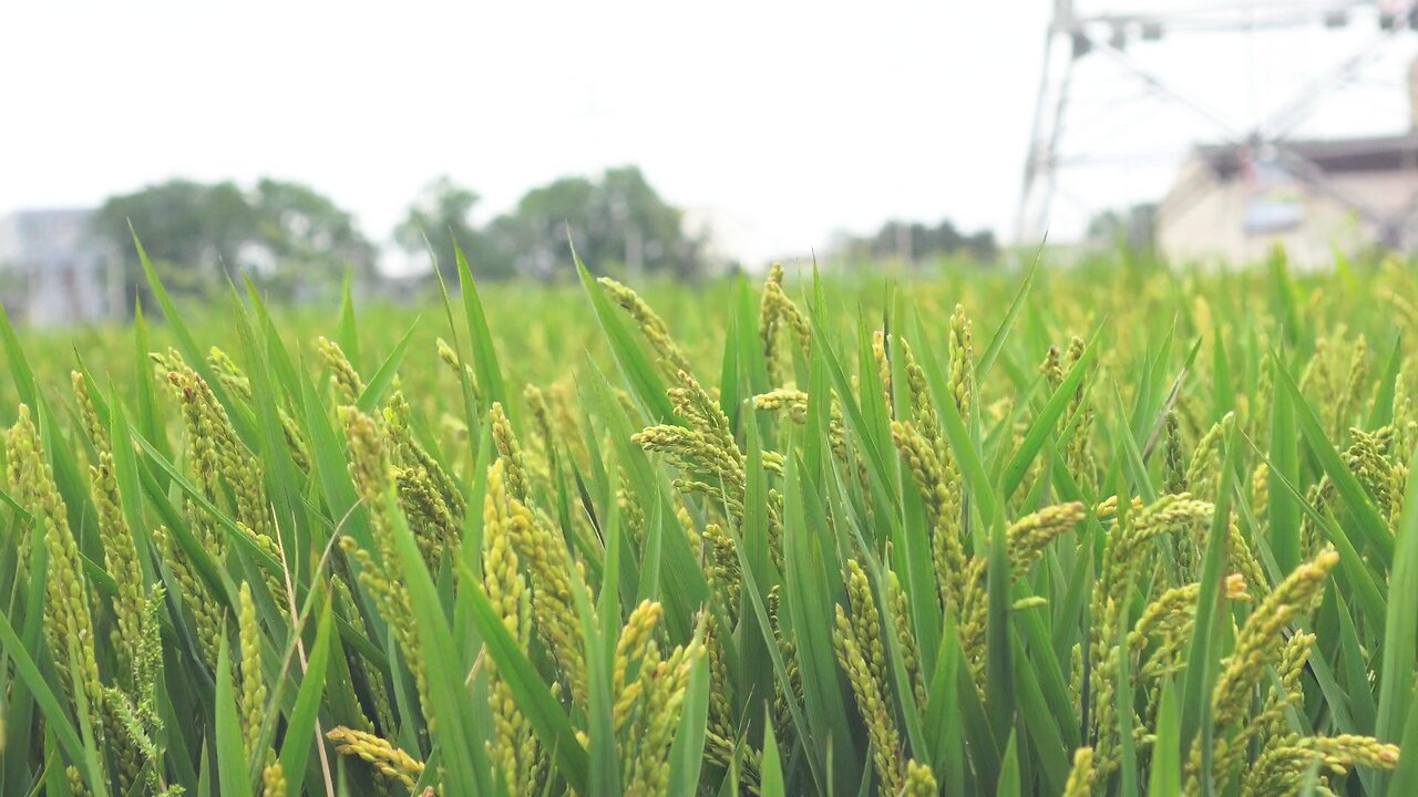 paddy fields in cultivation