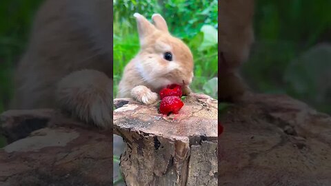 The little rabbit eats strawberries, like it is wearing lipstick. Cute pet debut plan. Rabbit. P