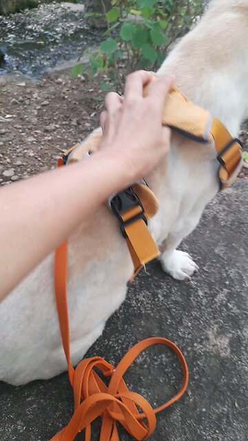 202508.Blaze spirit blaze.