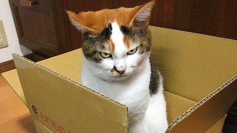 I Wanted a CAT But God Gave Me a Comedian Funniest Cats Video