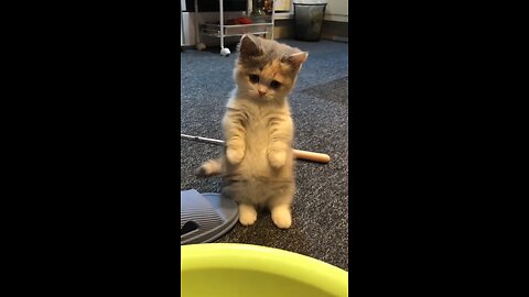 The Cutest Cats You’ll See Today 🐾 | Adorable Cat Moments