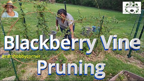Blackberry Vine Pruning - #catshobbycorner #gardening