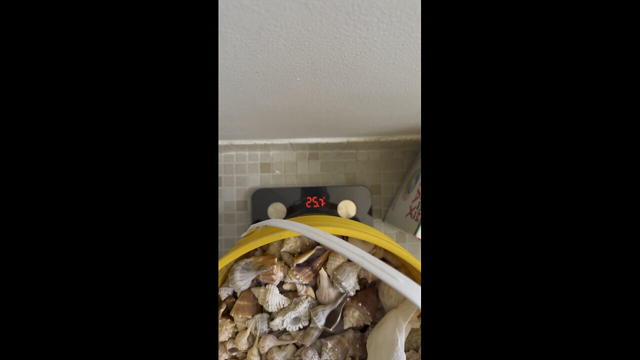 26 Pounds of Shells for Keys Hermit Crabs! | 4K