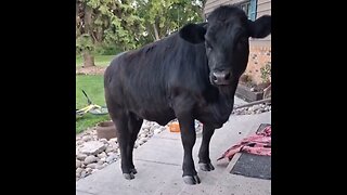 Front Porch Cow…
