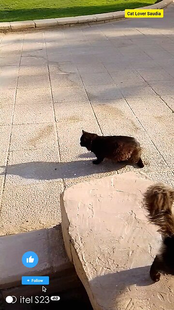 "Every day is sweeter with a cat's purr in my life. 🐾💖 #CatLover #FelineJoy #PurrfectLove"