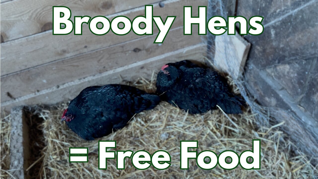What Happens When You Find a Broody Hen in Your Coop