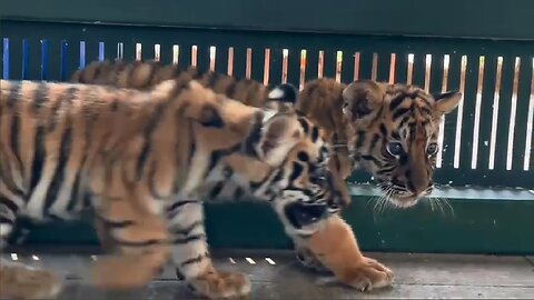 Kindergarten for little tigers!