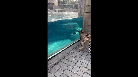 Cheetah as a pet