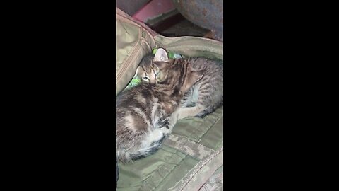 Find a kitten