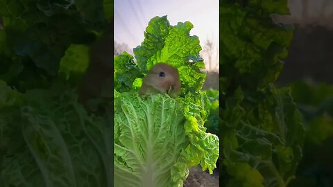 The little rabbit secretly eats cabbage and is cute. Rabbit is a cute little pastoral pet.